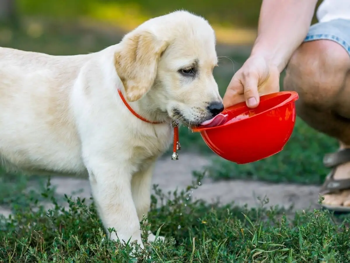 How to cool down a dog: Puppy drinking water to prevent overheating