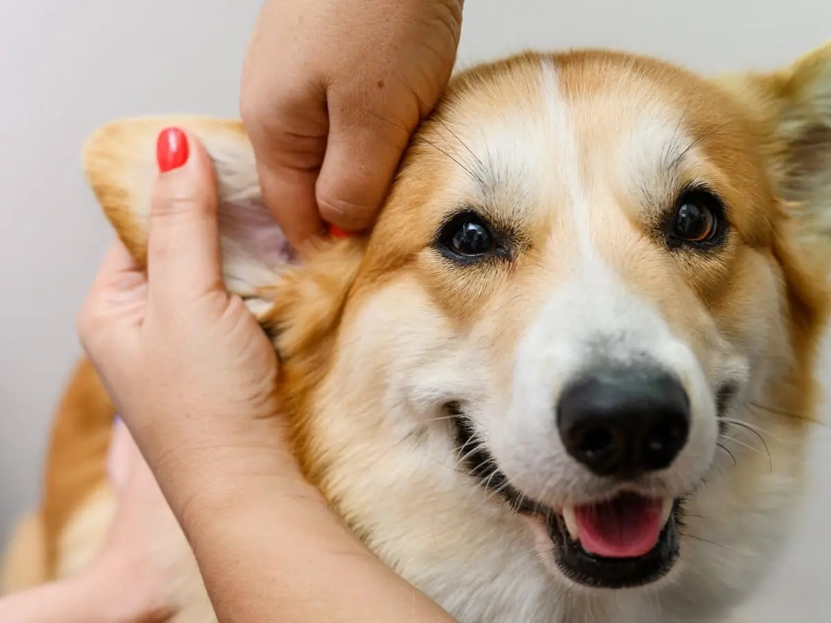 Welsh Corgi Pembroke: How to Clean a Dog’s Ears