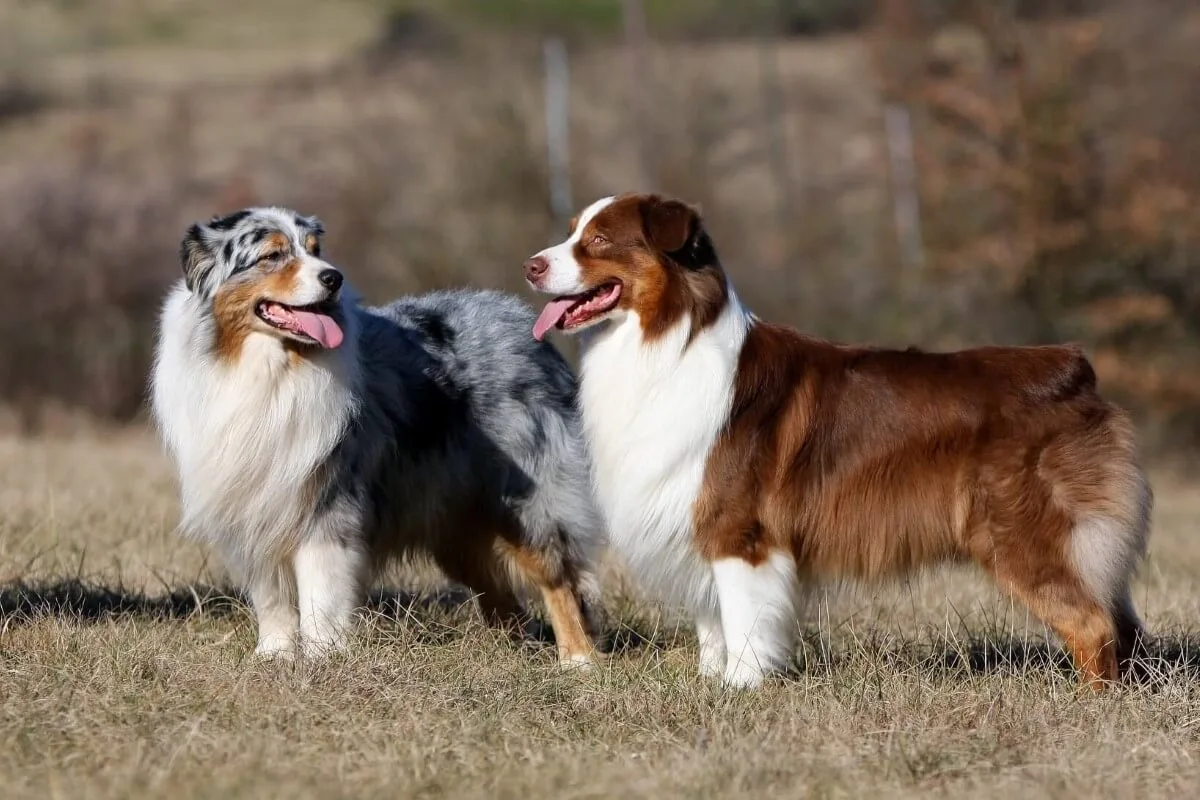 Panting in dogs: Two-Austrian Shepherd breathing heavy