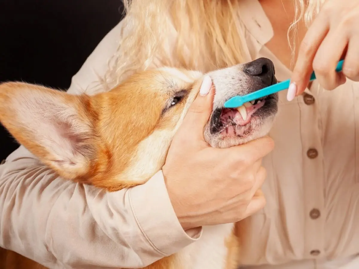 Dog having teeth brushed: How to Brush Dog Teeth