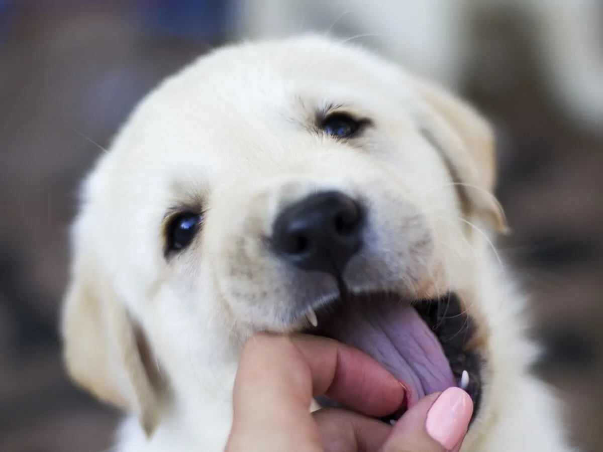 How to Stop Puppies from Biting: a puppy biting the hand