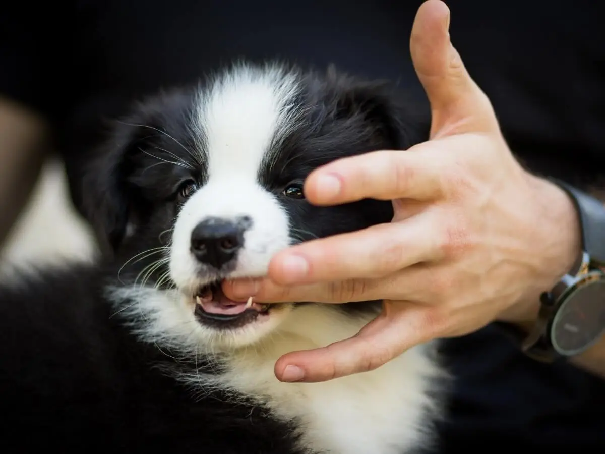 Puppy Teething biting hand