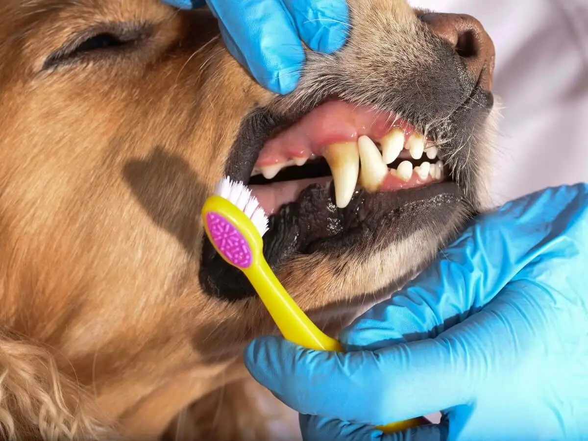 Bright red gums in dogs