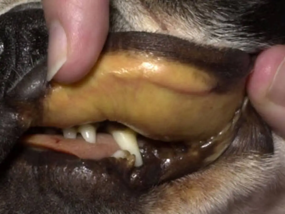 Yellow gums in dogs