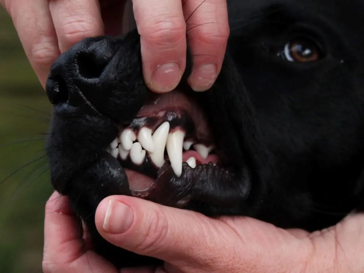 Pigmented gums in dogs