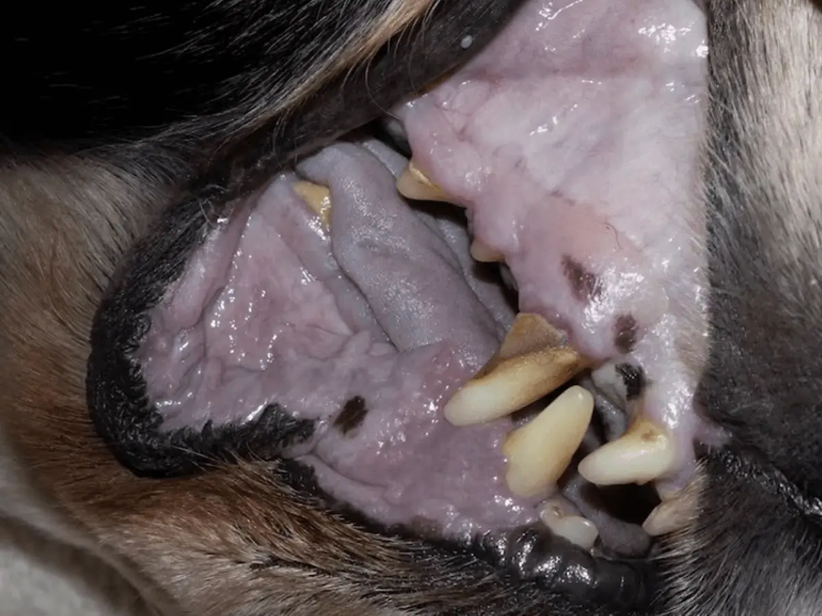 purple gums in dogs