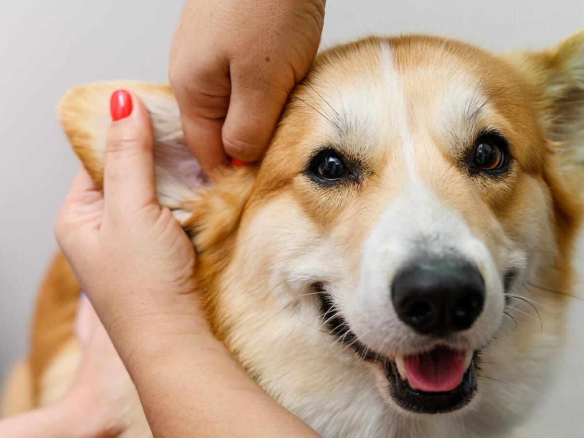 How to Clean a Dog’s Ears