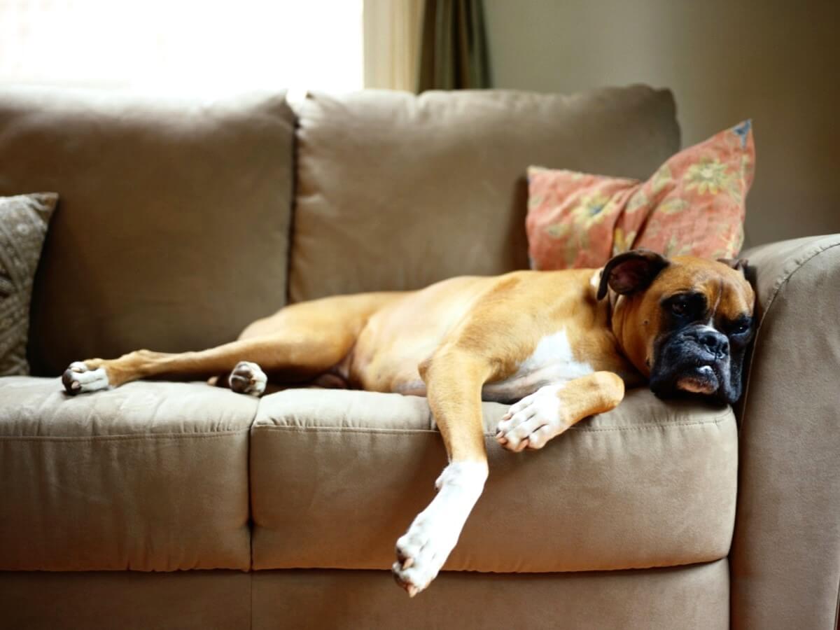 How to Keep Your Dog Off the Couch: Dog on the couch