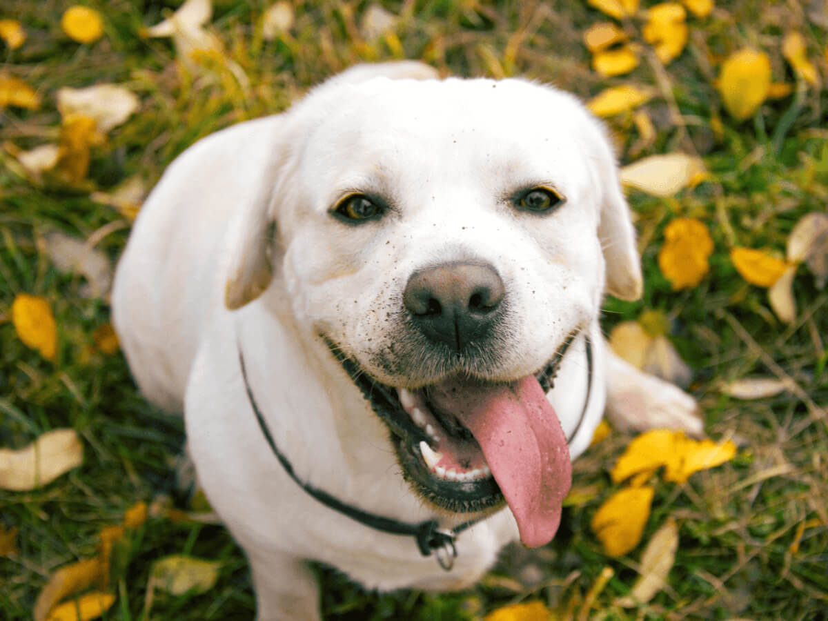 Labrador with healthy color of dog gums